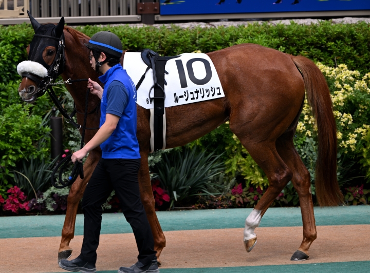 2025/10/12 3歳以上1勝クラス(牝) ルージュナリッシュ