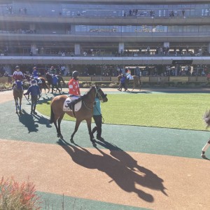 2025/2/8 3歳未勝利(牝)