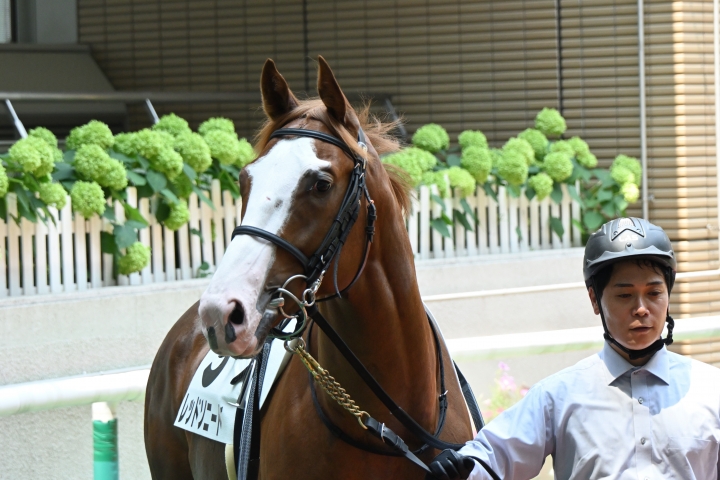 パドック レッドソニード