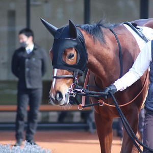 2025年2月9日 新馬戦 1着🥇🥇🥇