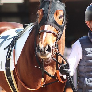 2025年2月9日 新馬戦 1着🥇🥇🥇
