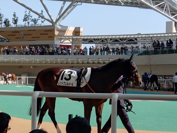 2勝目おめでとう レッドフェルメール