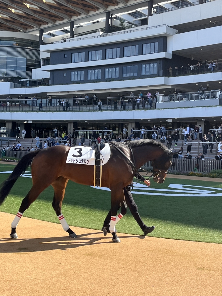 2024/11/3 2歳未勝利 レッドシュテルン