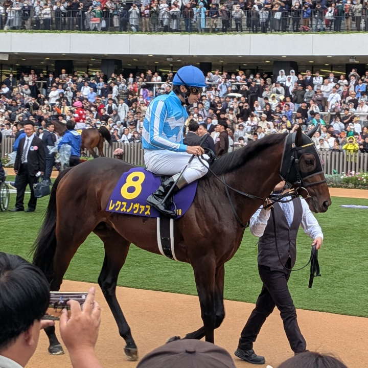 菊花賞パドック レクスノヴァス