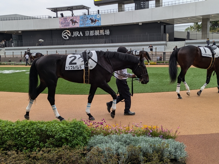 京都6R ２歳新馬パドック トリプルバレル