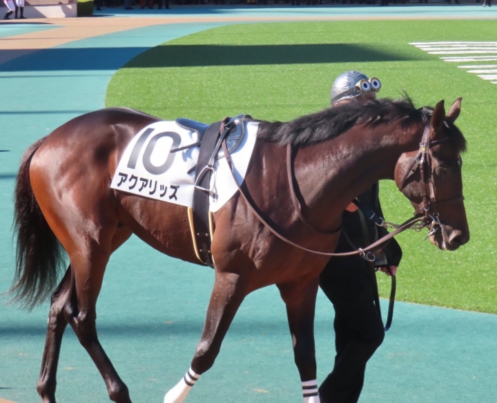 2024年11月 アクアリッズ