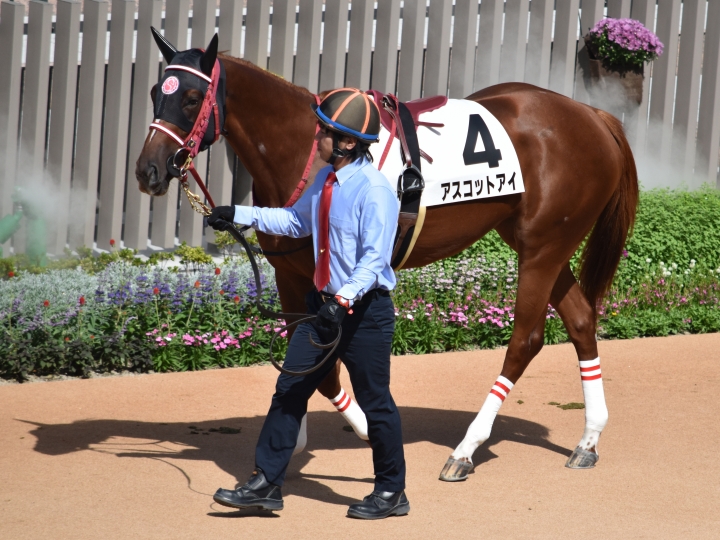 新馬戦パドック アスコットアイ