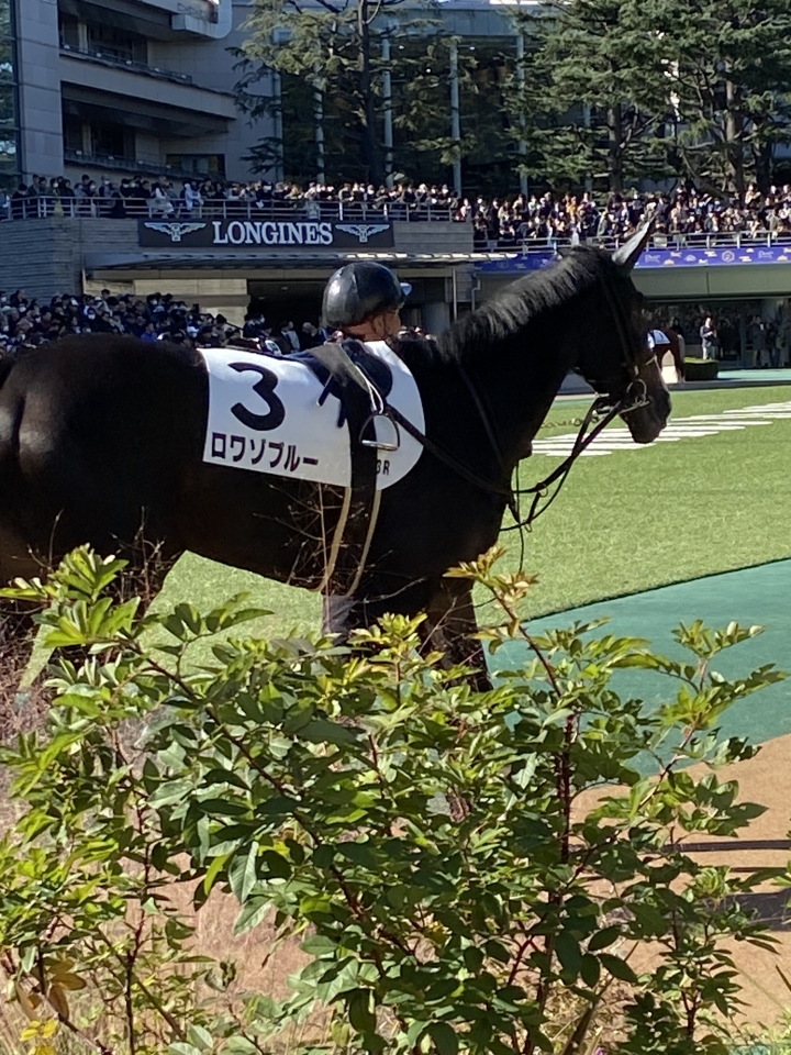 2024/11/23 2歳未勝利 ロワゾブルー