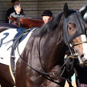 2024年11月23日東京2歳未勝利芝1800m