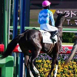2024/12/14 2歳未勝利(牝)