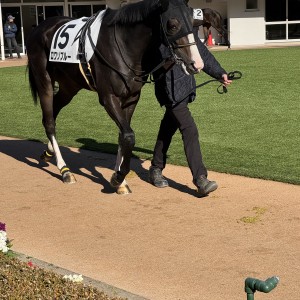 2024/12/14 2歳未勝利(牝)