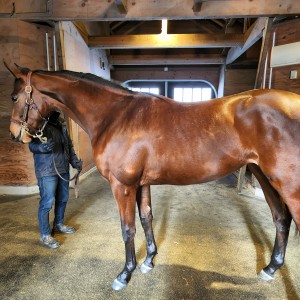 ノーザンファーム早来