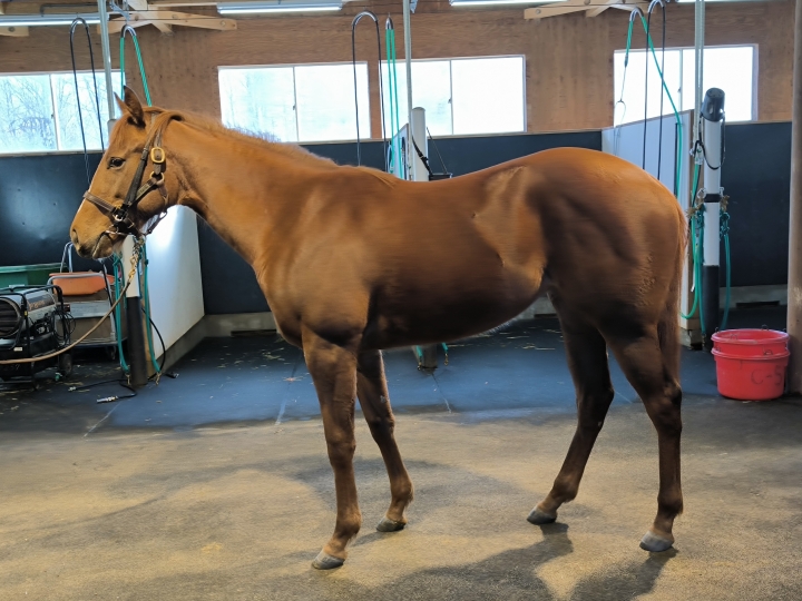 ノーザンファーム空港 テットドール
