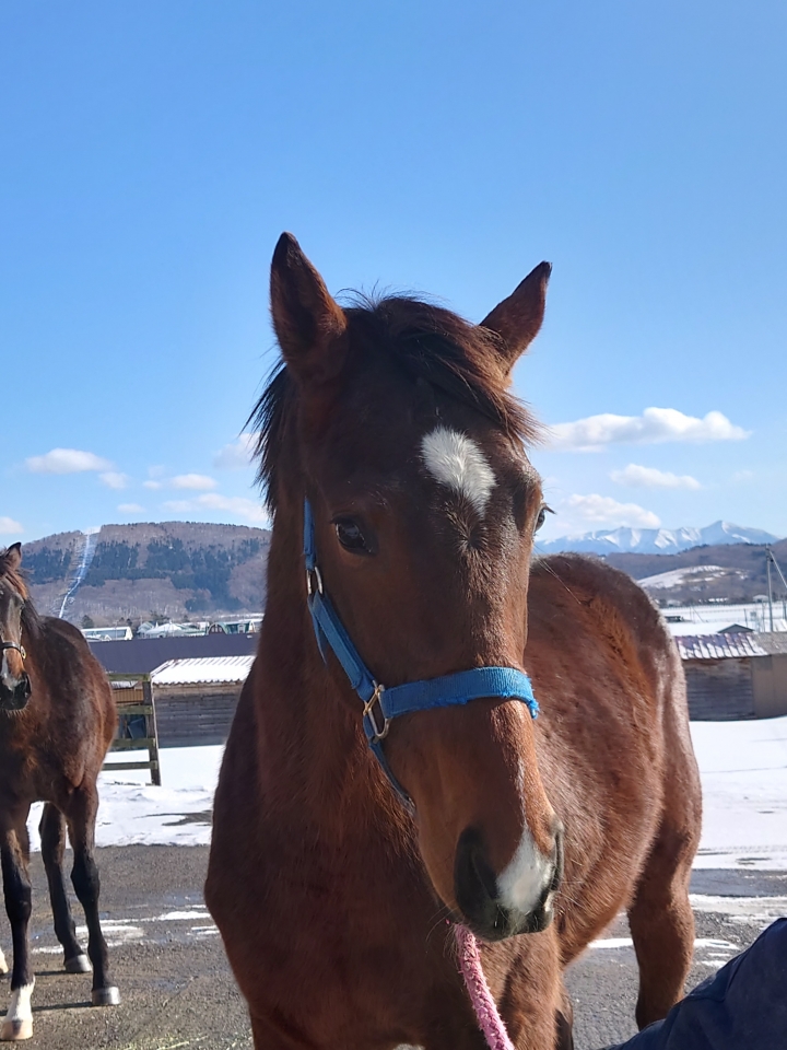 谷川牧場 バティストゥータ