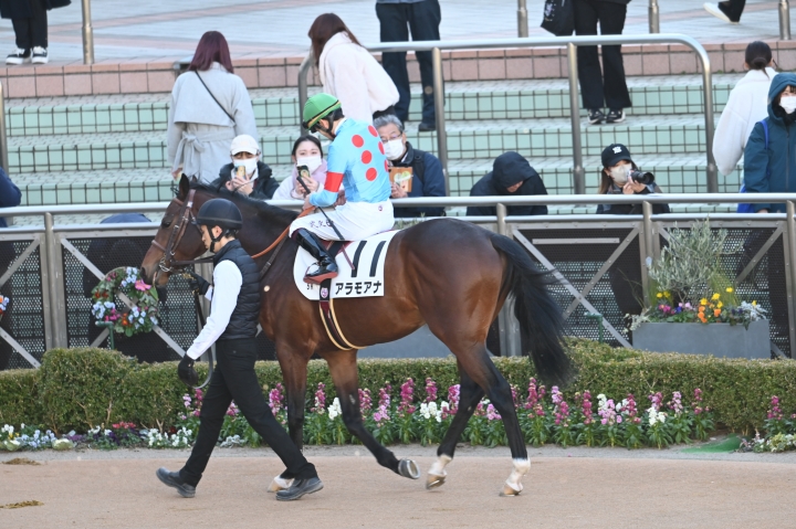 パドック アラモアナ