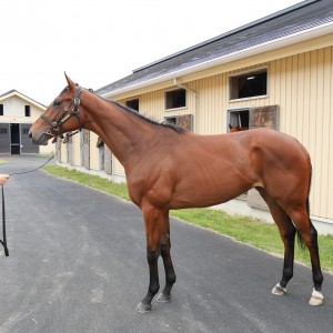 2023/6/6ノーザンファームしがらき