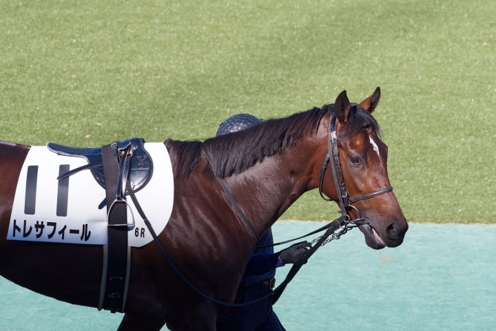2024/11/24 東京 2歳新馬 トレサフィール