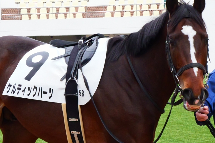 1月19日中山5R 3歳新馬戦 ケルティックハーツ