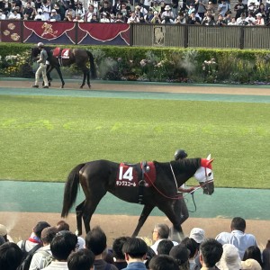 目黒記念パドック