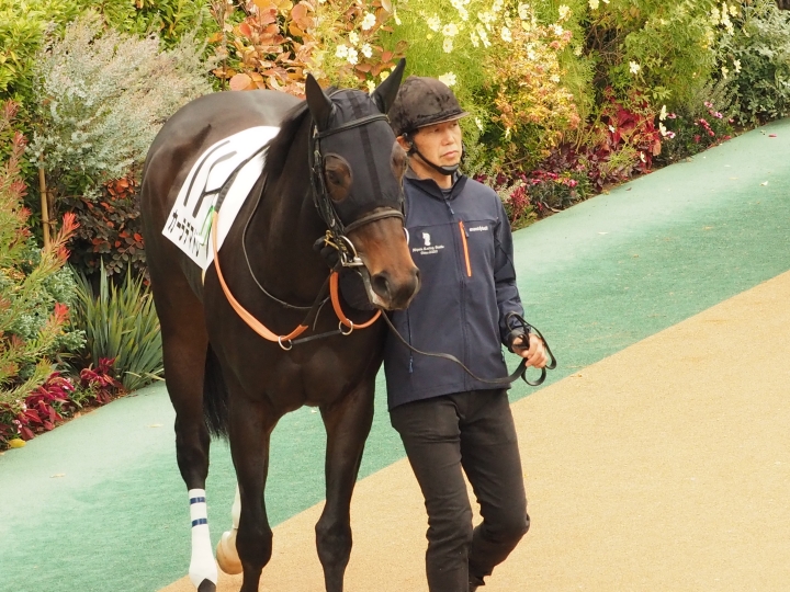 2025/11/23  3歳以上1勝クラス(牝)   カーラデマドレ