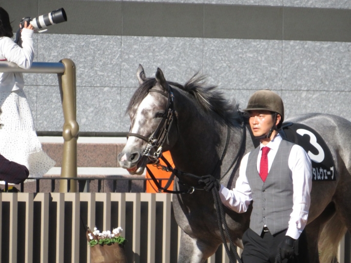 パドック１ クァンタムウェーブ