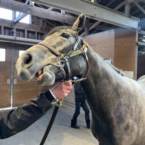 ノーザンファーム早来