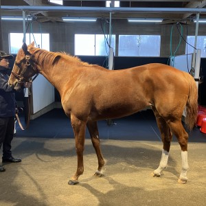 ノーザンファーム早来