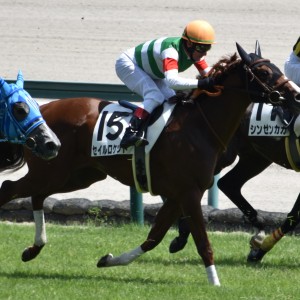 新馬戦最後の直線