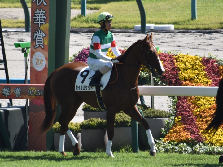 ２戦目本馬場入場 セイルロケット