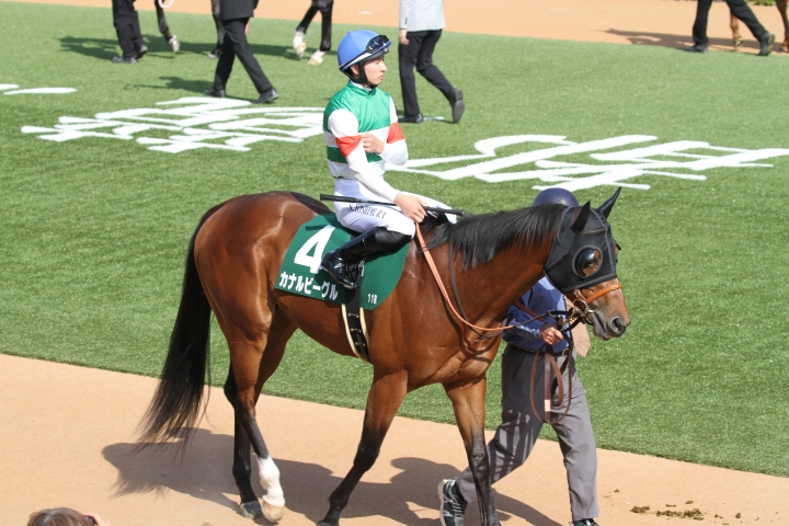 ユニコーンSパドック カナルビーグル