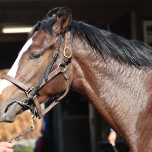 山元トレセン2024年11月22日②