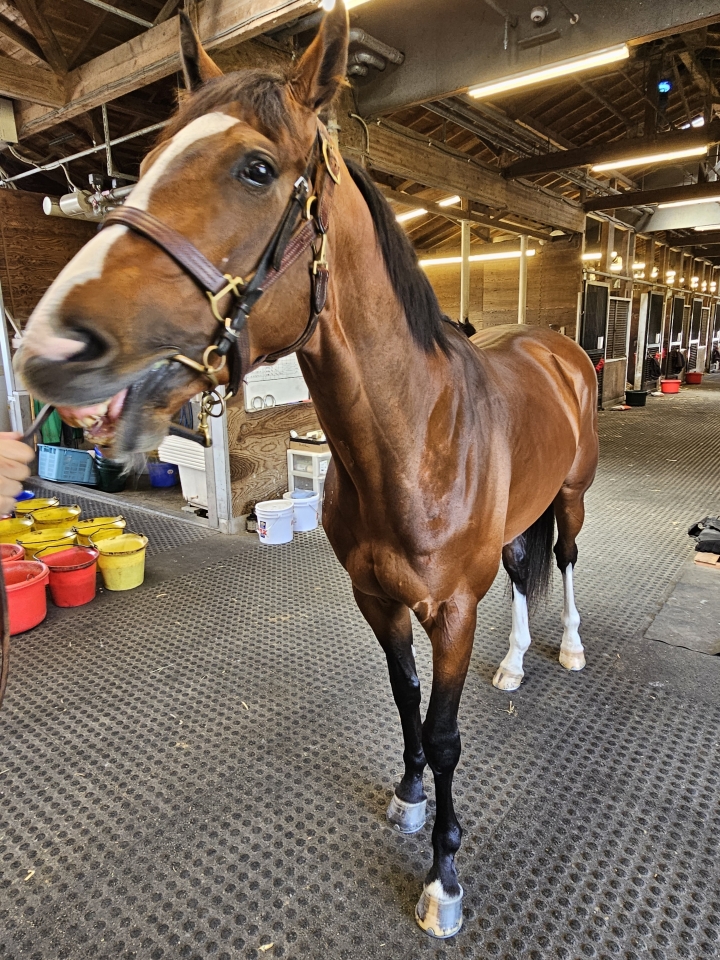 山本トレセン ビーオンザカバー