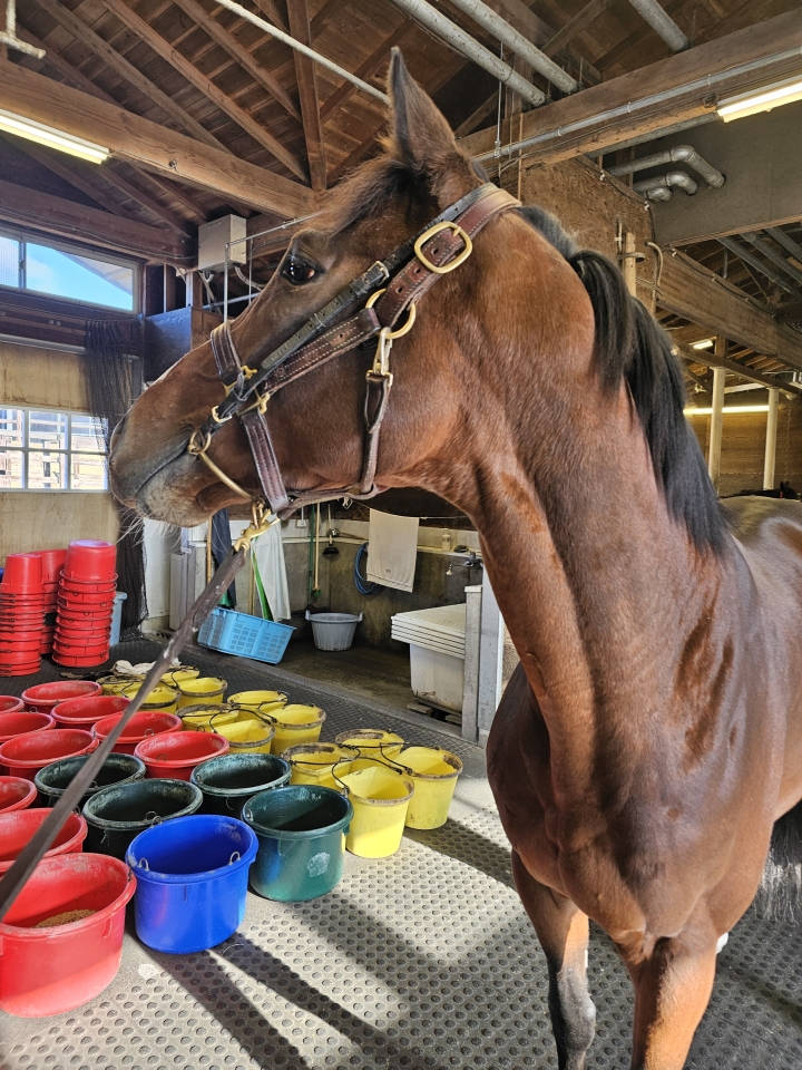 山本トレセン ビーオンザカバー