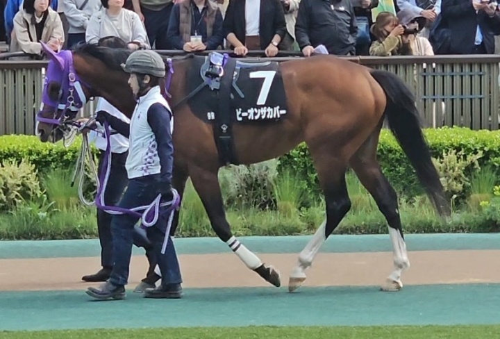 パドック ビーオンザカバー