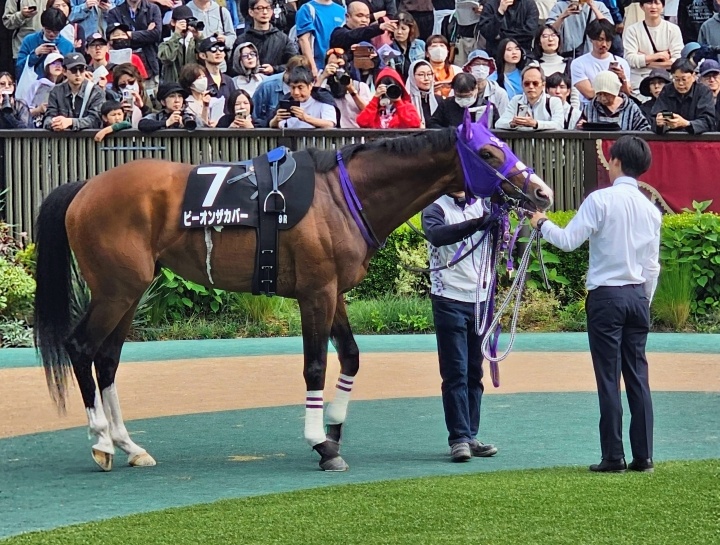 パドック ビーオンザカバー