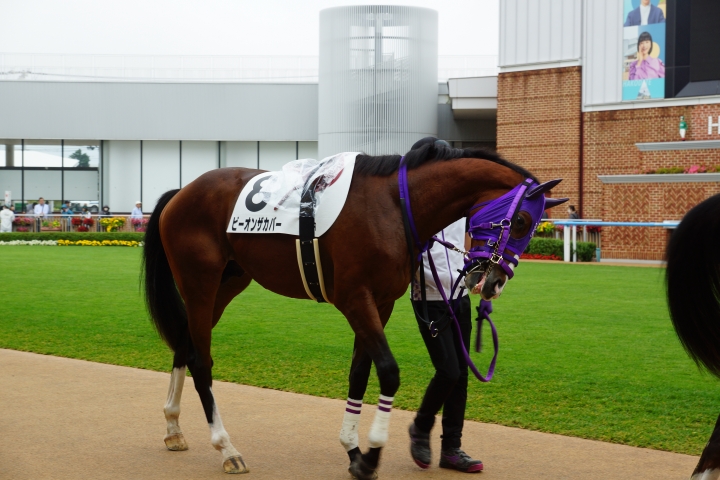 2024/7/7 2歳新馬 ビーオンザカバー