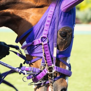 2025/11/8 3歳以上2勝クラス