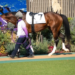 2025/11/8 3歳以上2勝クラス