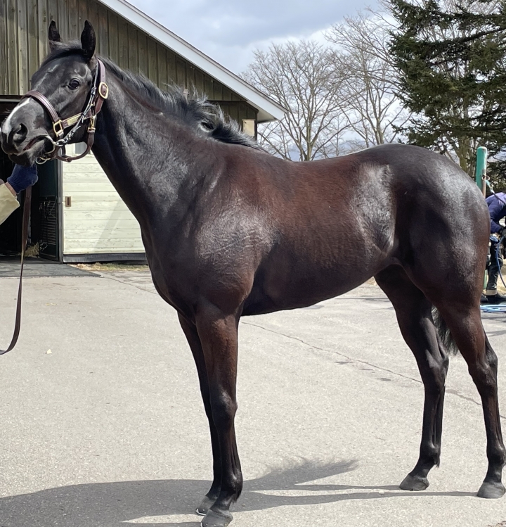 社台ファーム プリムツァール