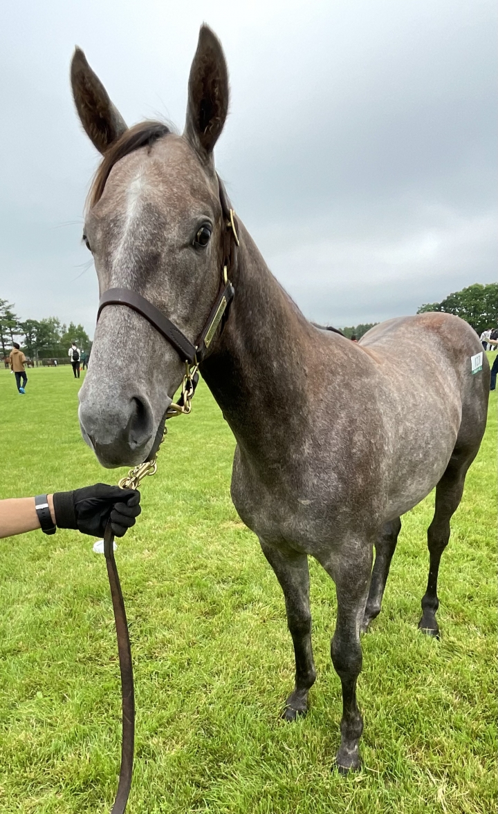 2023年6月16日北海道牧場見学ツアー ヘルヴェティオス