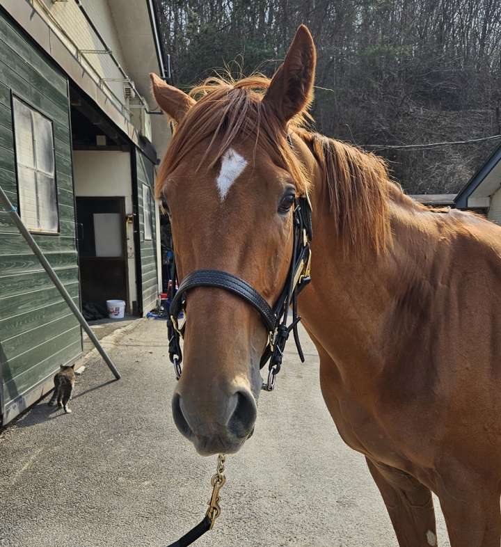 ノーザンファーム天栄 カーフキック