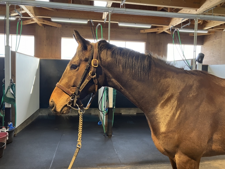 ノーザンファーム空港 ナヴァラトゥナ