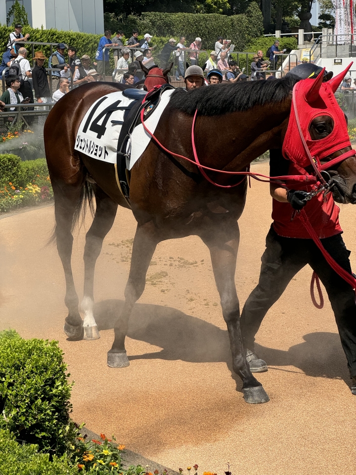 2歳新馬戦 ジェントルショット