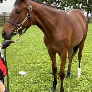 2023年6月16日北海道牧場見学ツアー