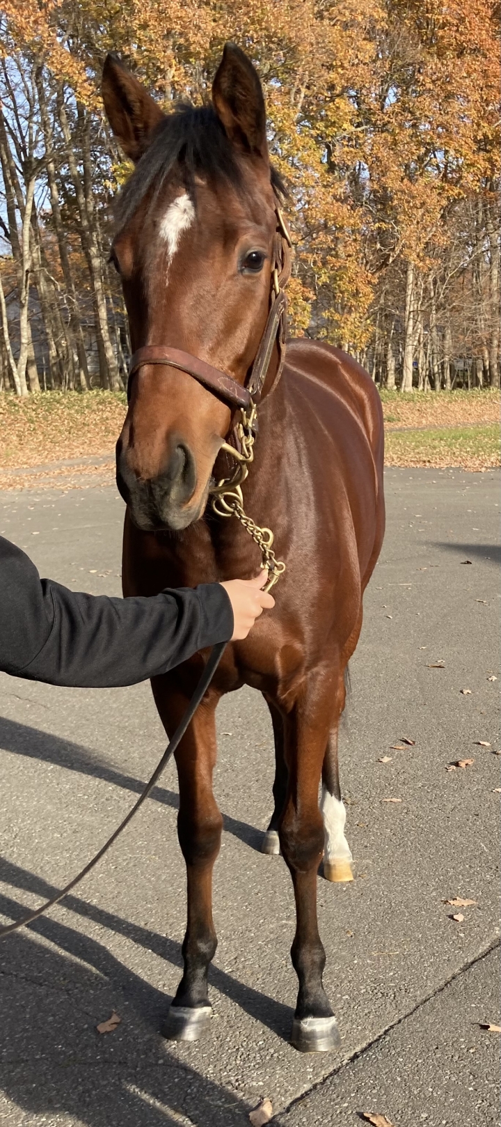 2023年11月 サッカレッロ