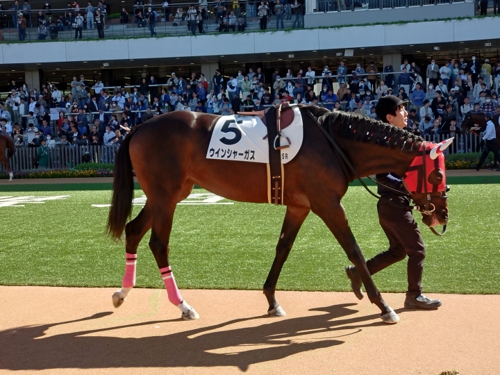 デビュー戦 ウインシャーガス