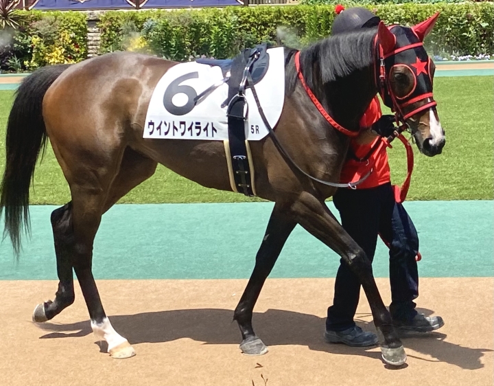 2025/05/03/ 3歳1勝クラス パドック ウイントワイライト