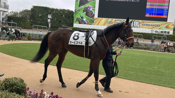 2025年1月 カービスベイ