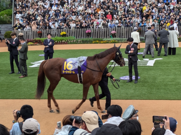 京都11R 菊花賞パドック ラーシャローム