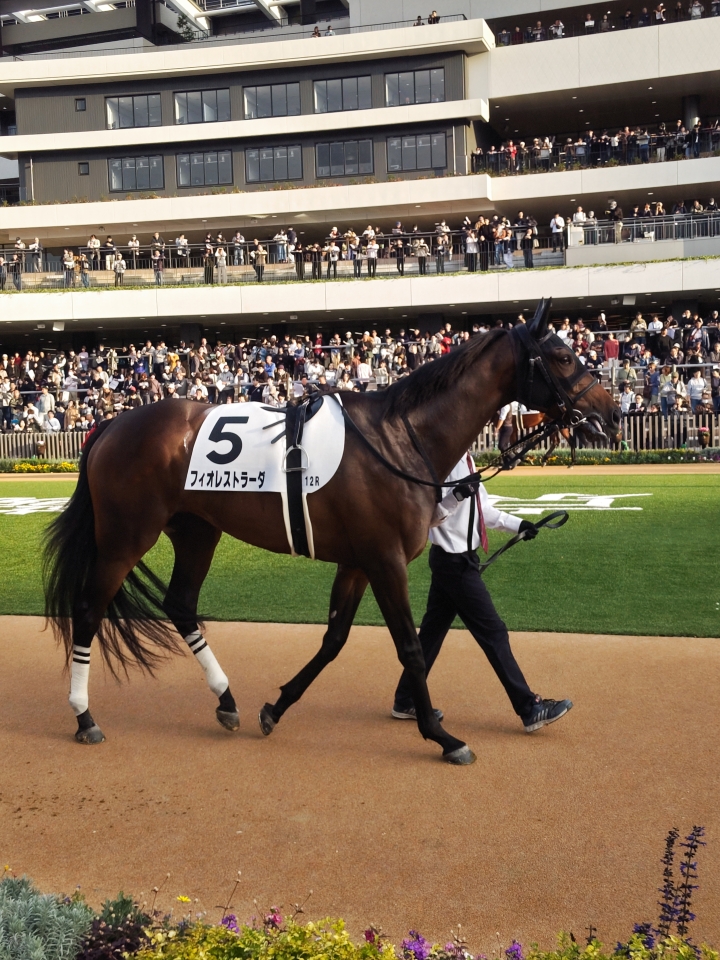 2025/11/8 京都3歳以上1勝クラス フィオレストラーダ